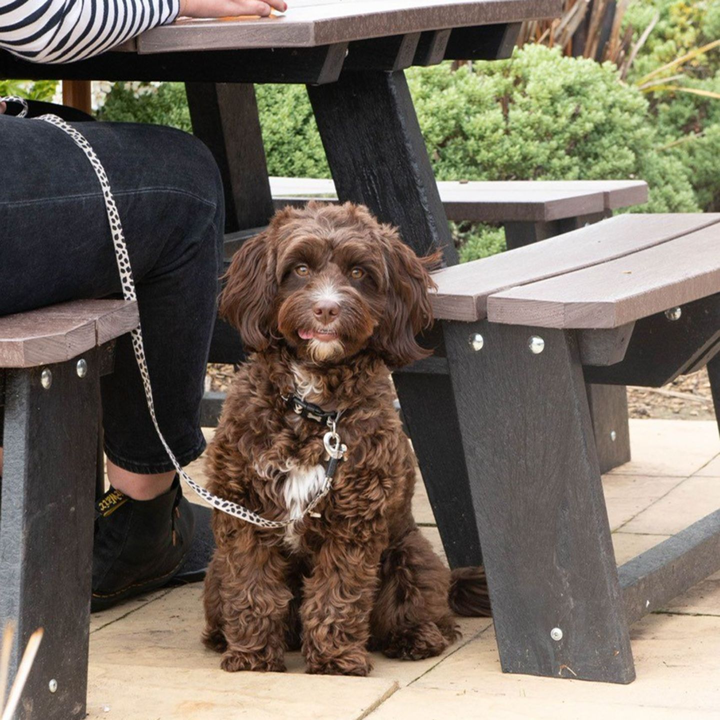 Your local dog friendly pub in Brasside